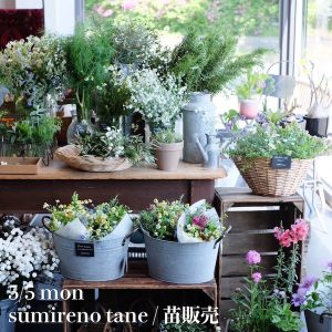 ブラックボード_sumirenotane